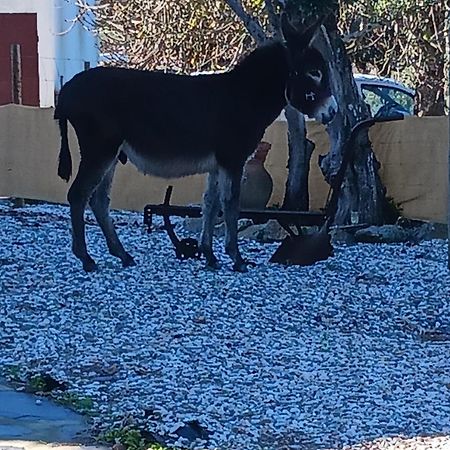 Casa Janeiro Alentejo Villa Portalegre Luaran gambar